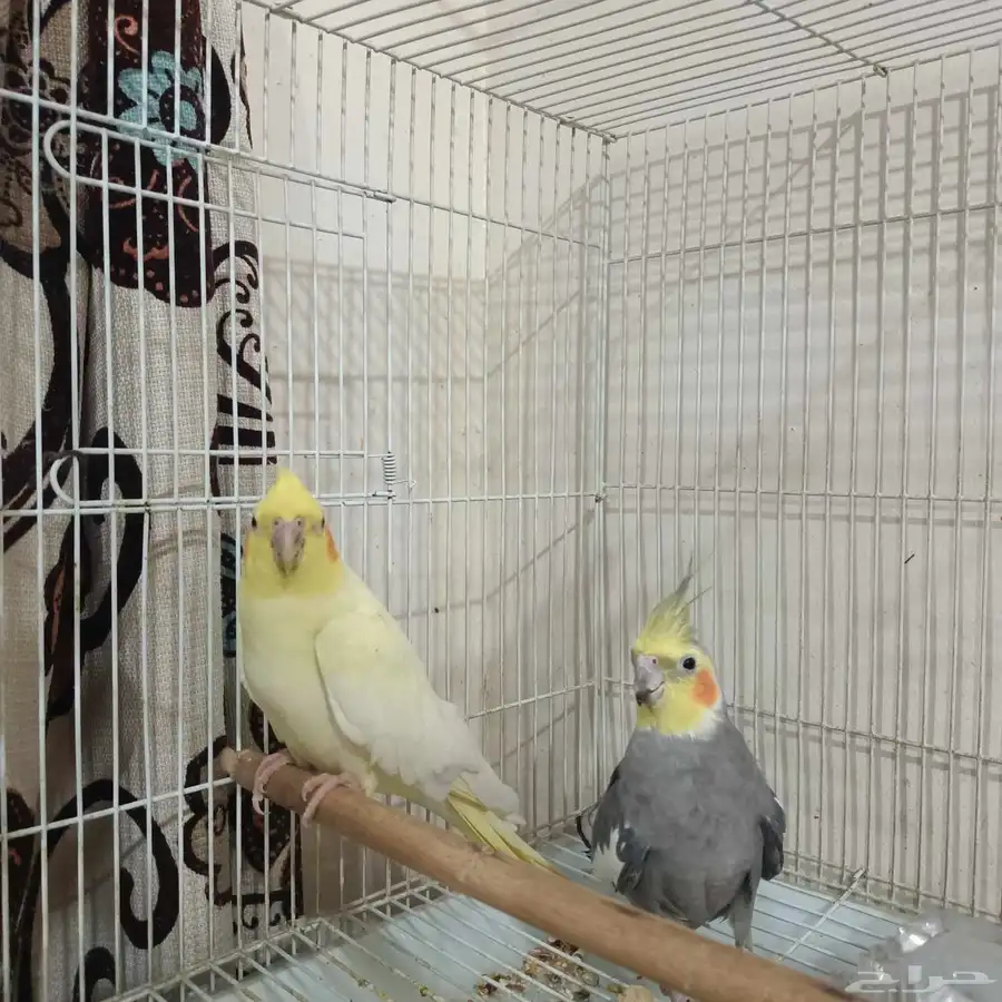 Cocktail parrots for sale 0