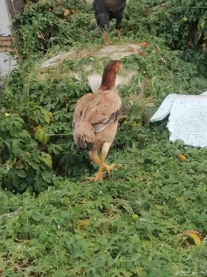 ارض لكم دجاج باكستاني 2
