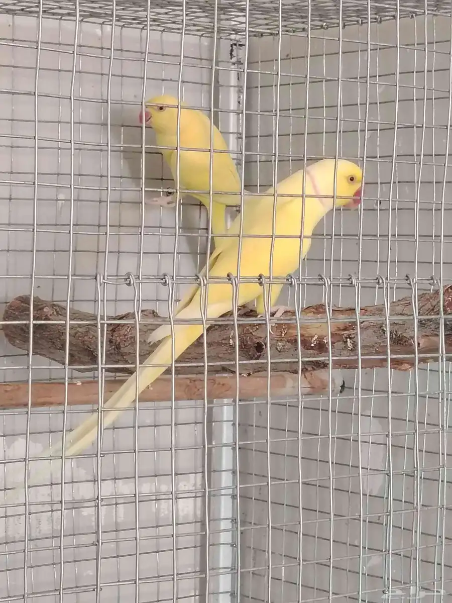 للبيع زوج دره 0