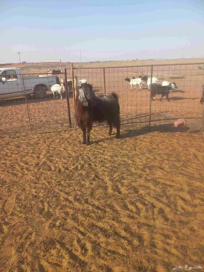 للبيع تيس فحل 5