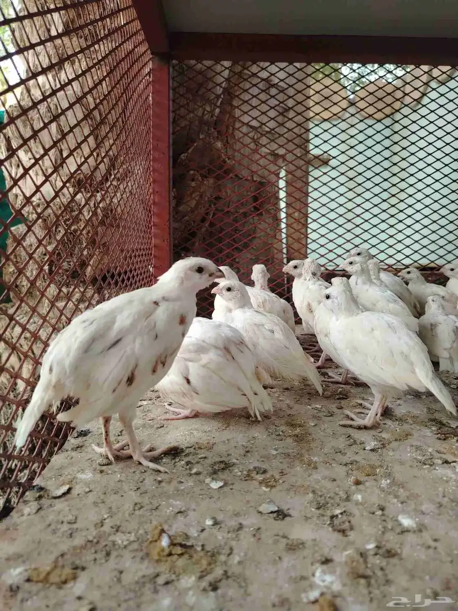 سمان بوب وايت الامريكي ابيض 1