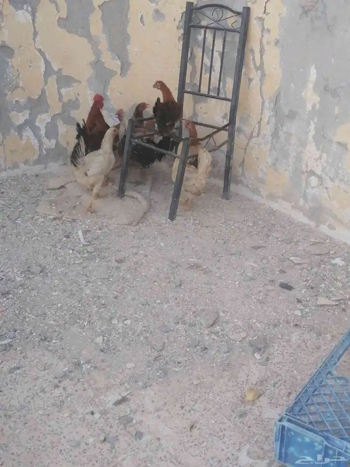 الديك 35 البط 35 والدجاج 30 يبياض 3