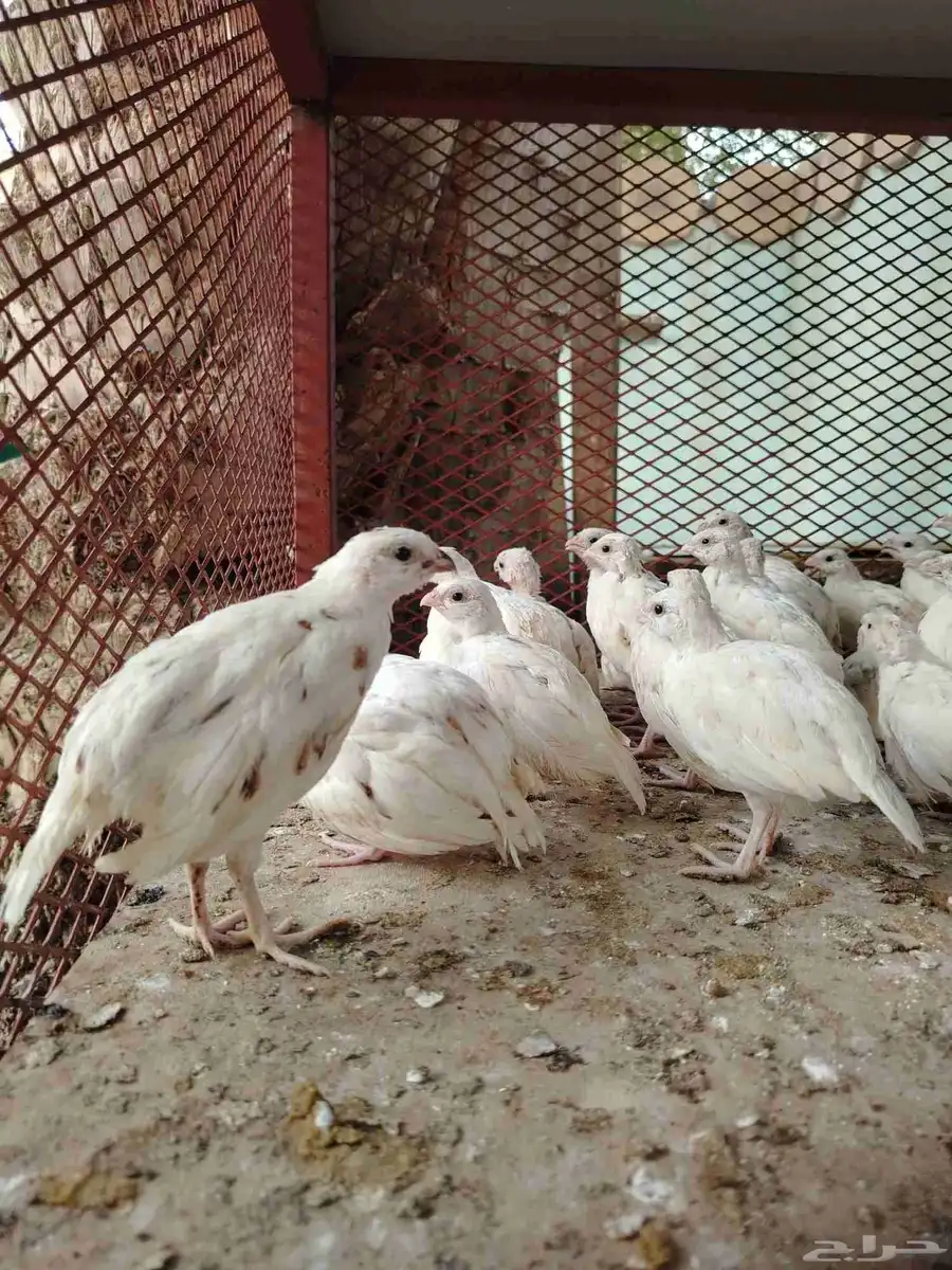 سمان بوب وايت الامريكي ابيض 0