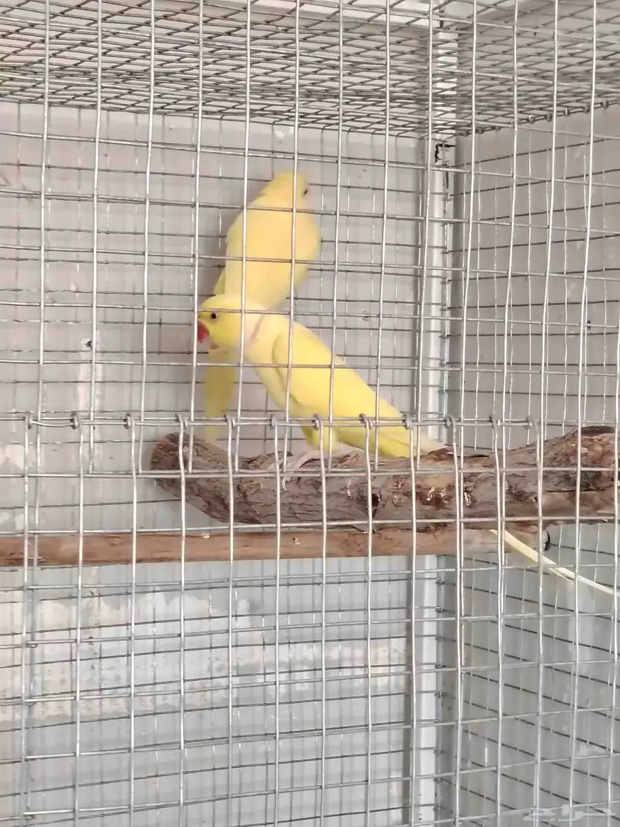 للبيع زوج دره 1