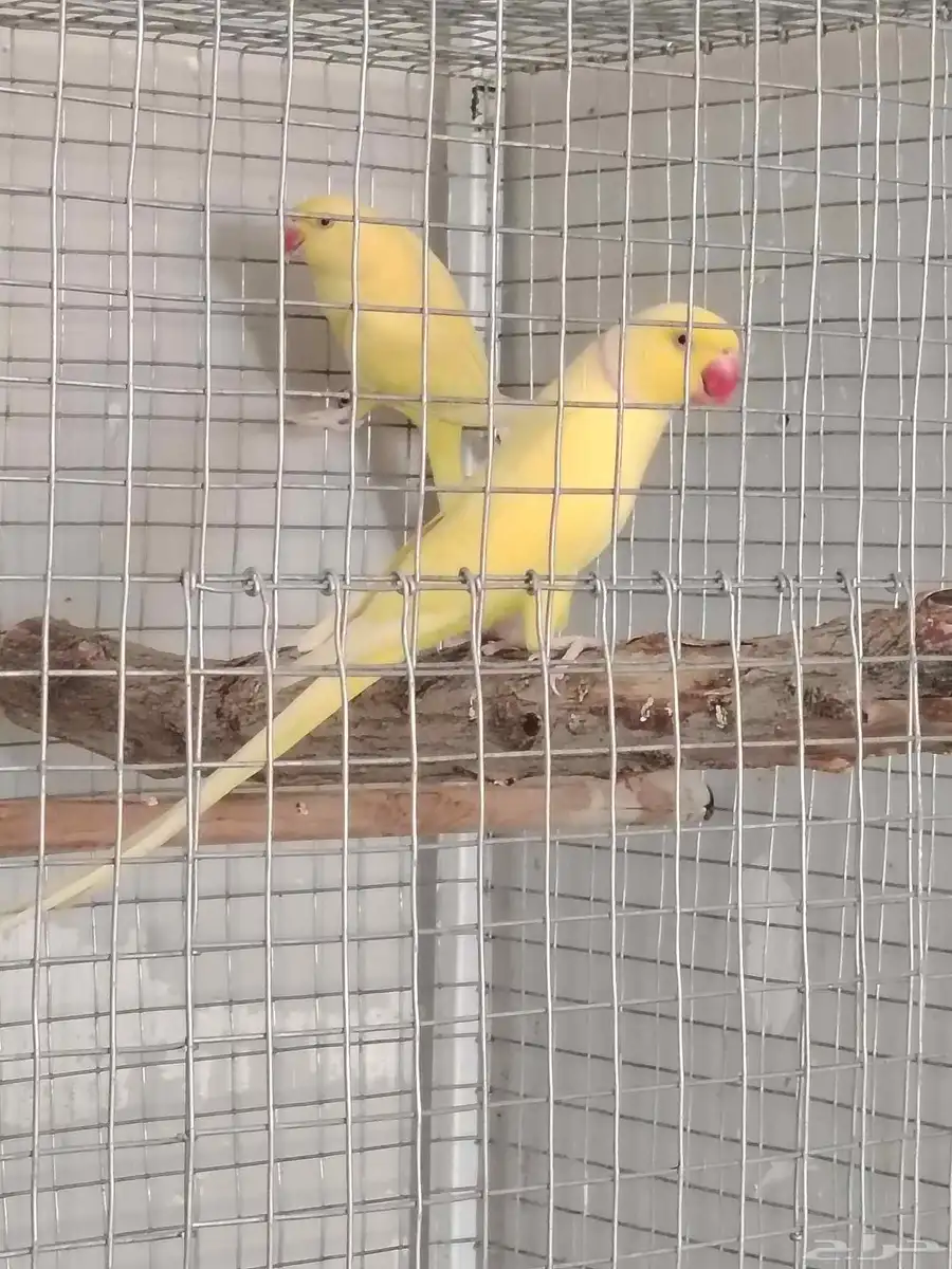 للبيع زوج دره 4