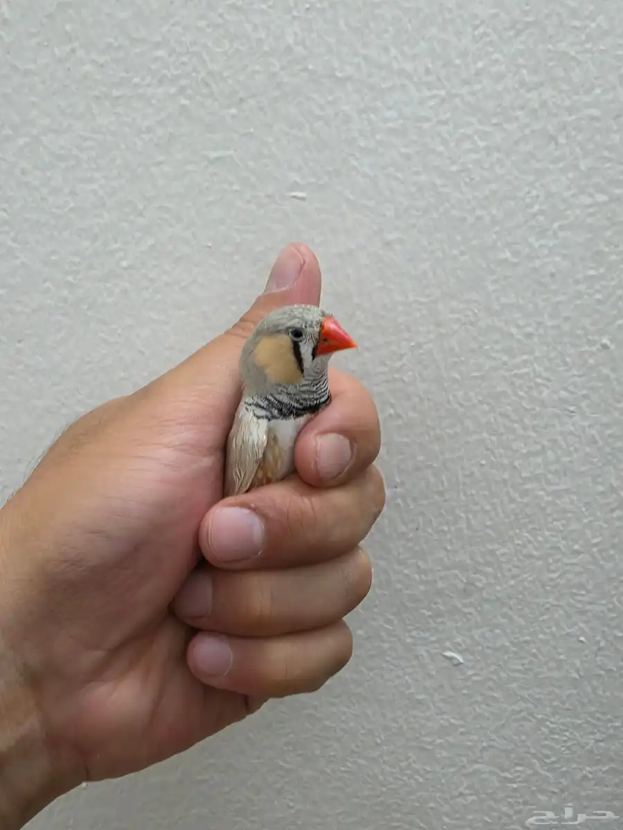 عصافير زيبرا 0