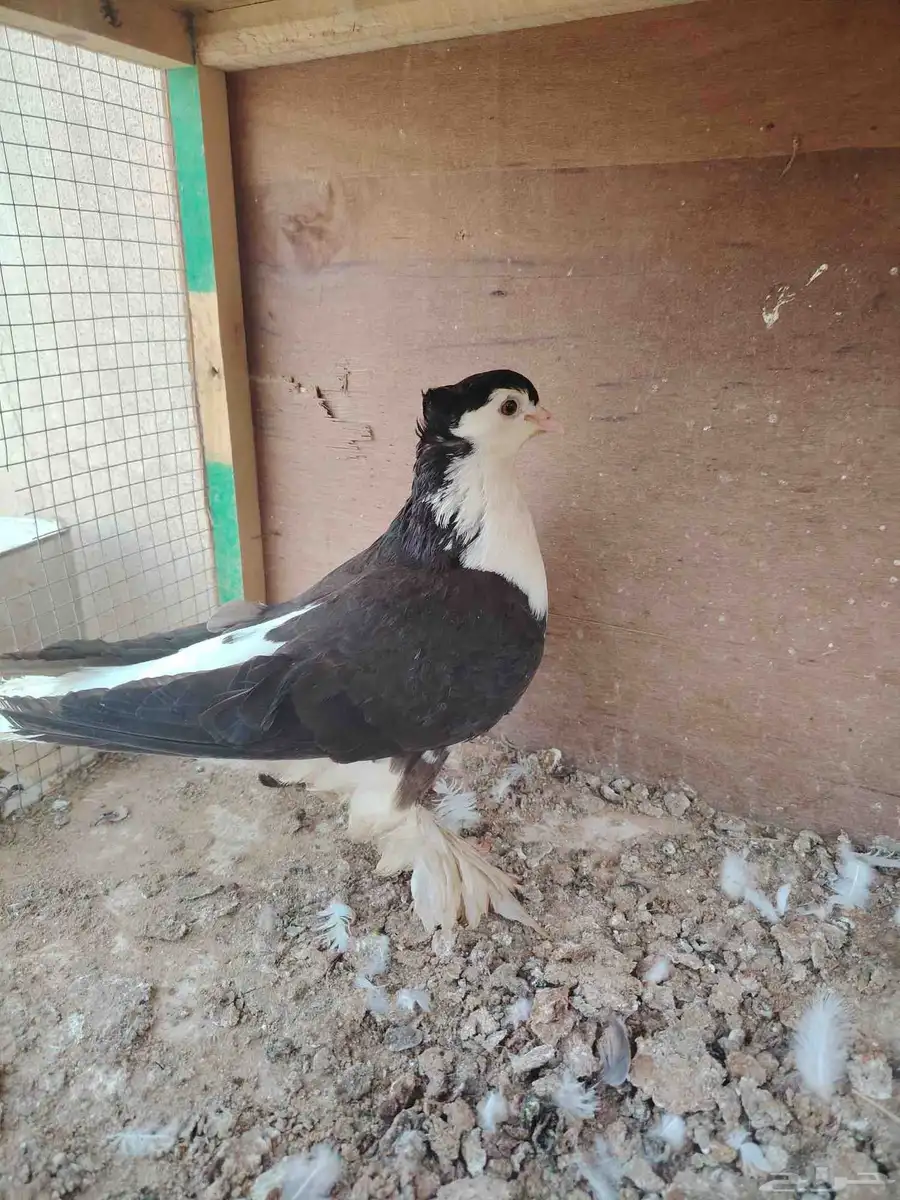 أنثى شيرازي مقنبره 1