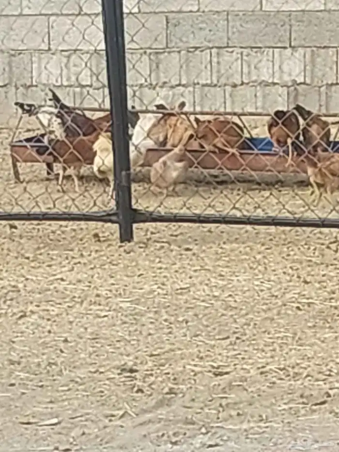 دجاج للبيع العدد 40 العمر 6 شهور وزياده 0
