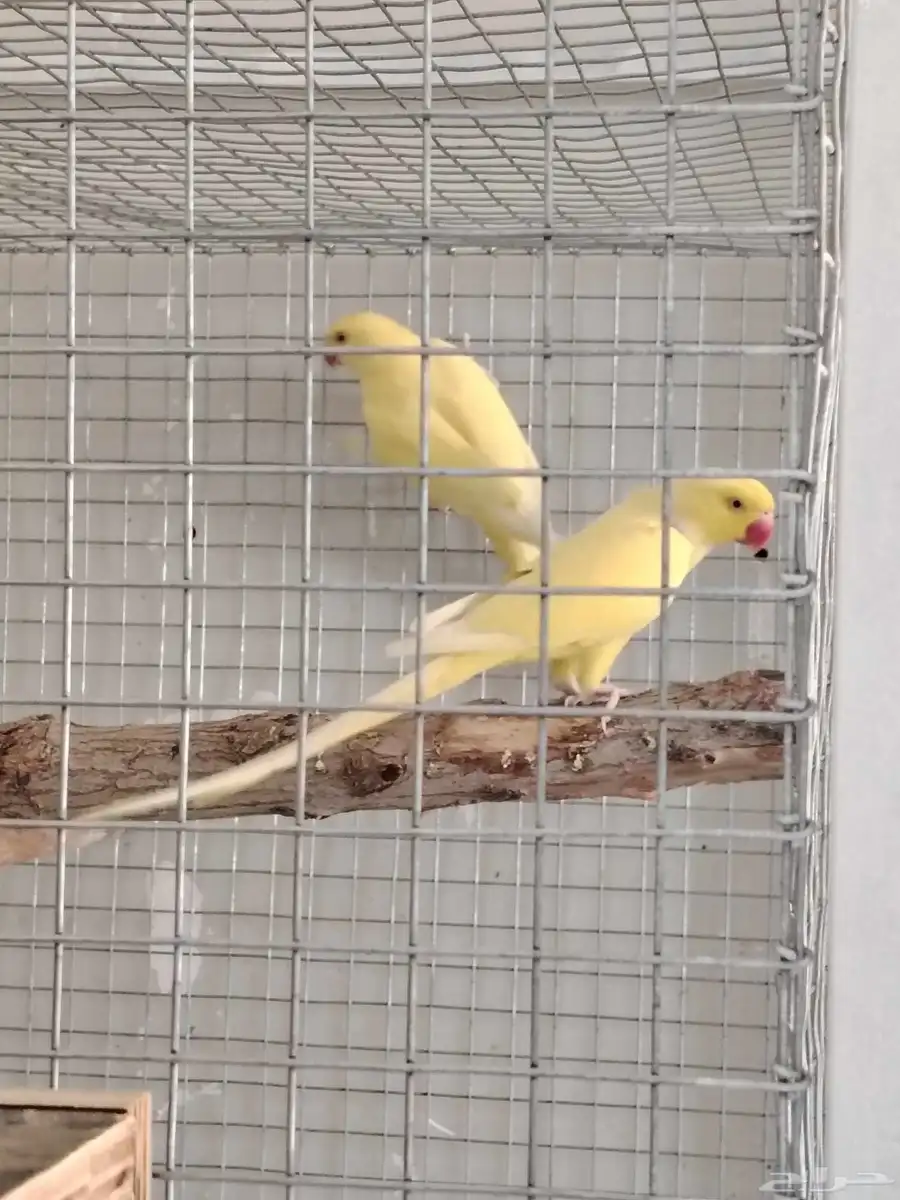 للبيع زوج دره 2