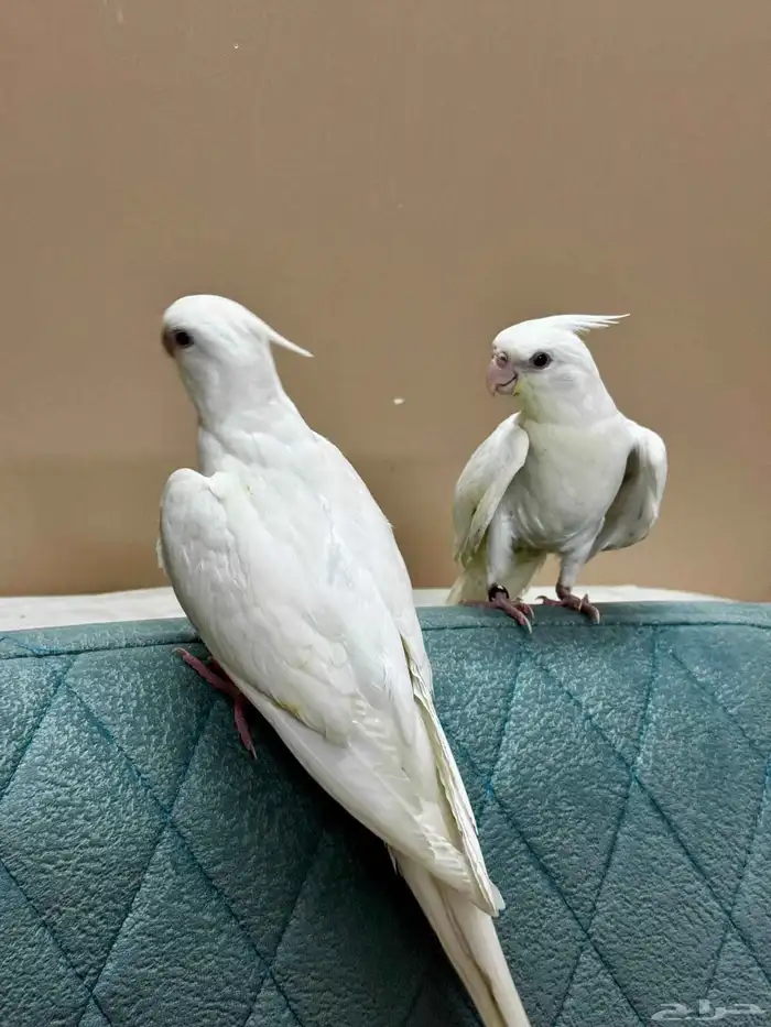 فراخ كوكتيل ألبينو 1