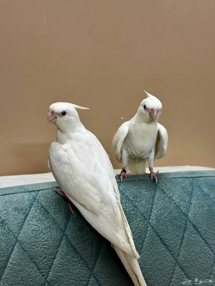 فراخ كوكتيل ألبينو 0