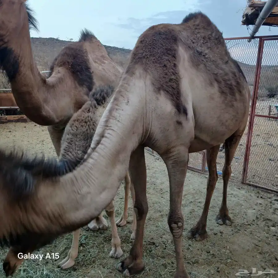 ابل طيبه وسم واحدوحده خلفه تحتها بكره وحليبها طيب والقحه طيب 0