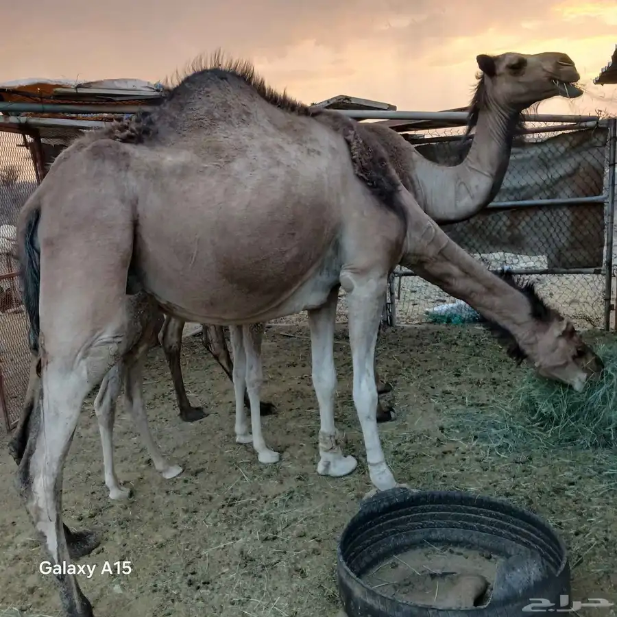 ابل طيبه وسم واحدوحده خلفه تحتها بكره وحليبها طيب والقحه طيب 1