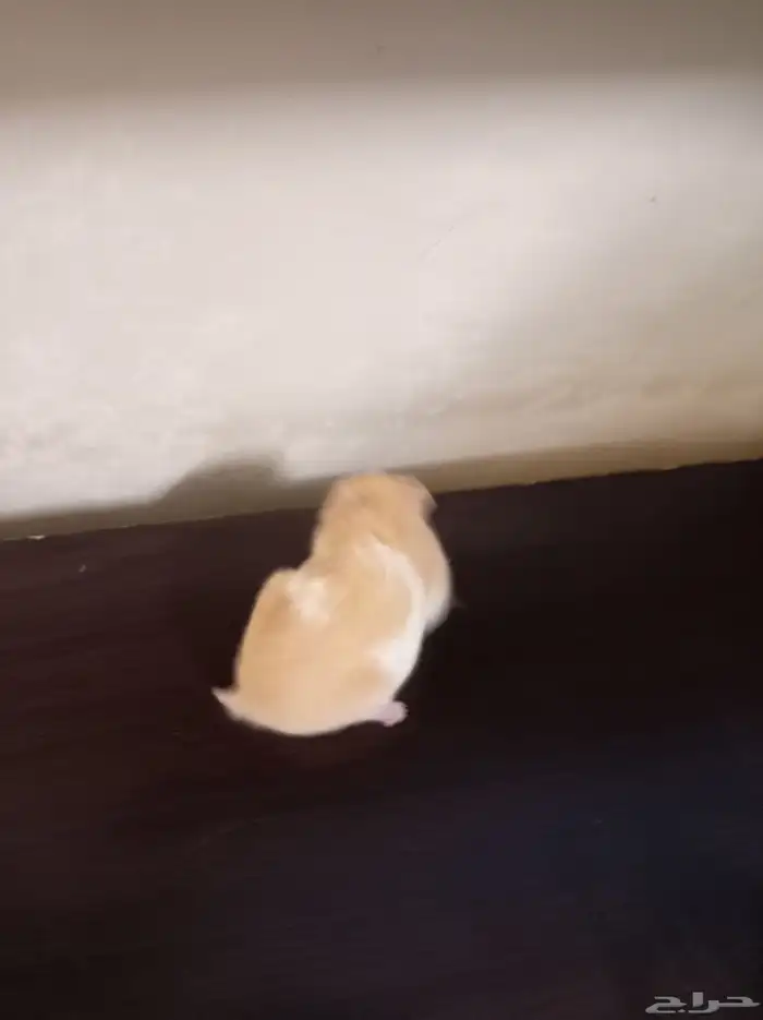 ها مستر للبيع اليف السوم وصل 150 لا اقبل غير الكاش 0