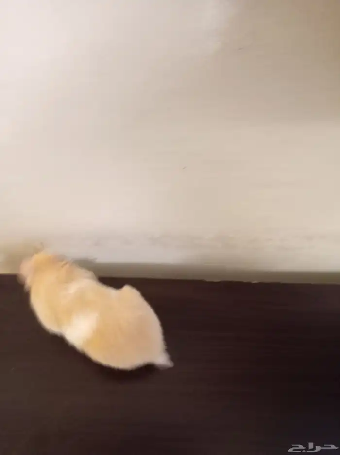 ها مستر للبيع اليف السوم وصل 150 لا اقبل غير الكاش 1