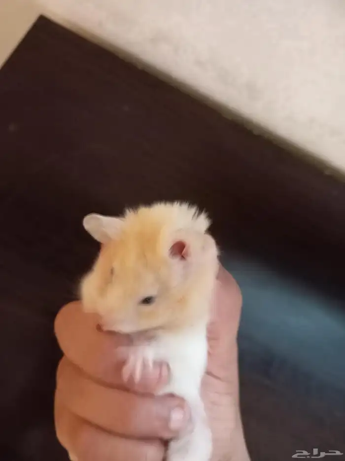 ها مستر للبيع اليف السوم وصل 150 لا اقبل غير الكاش 2