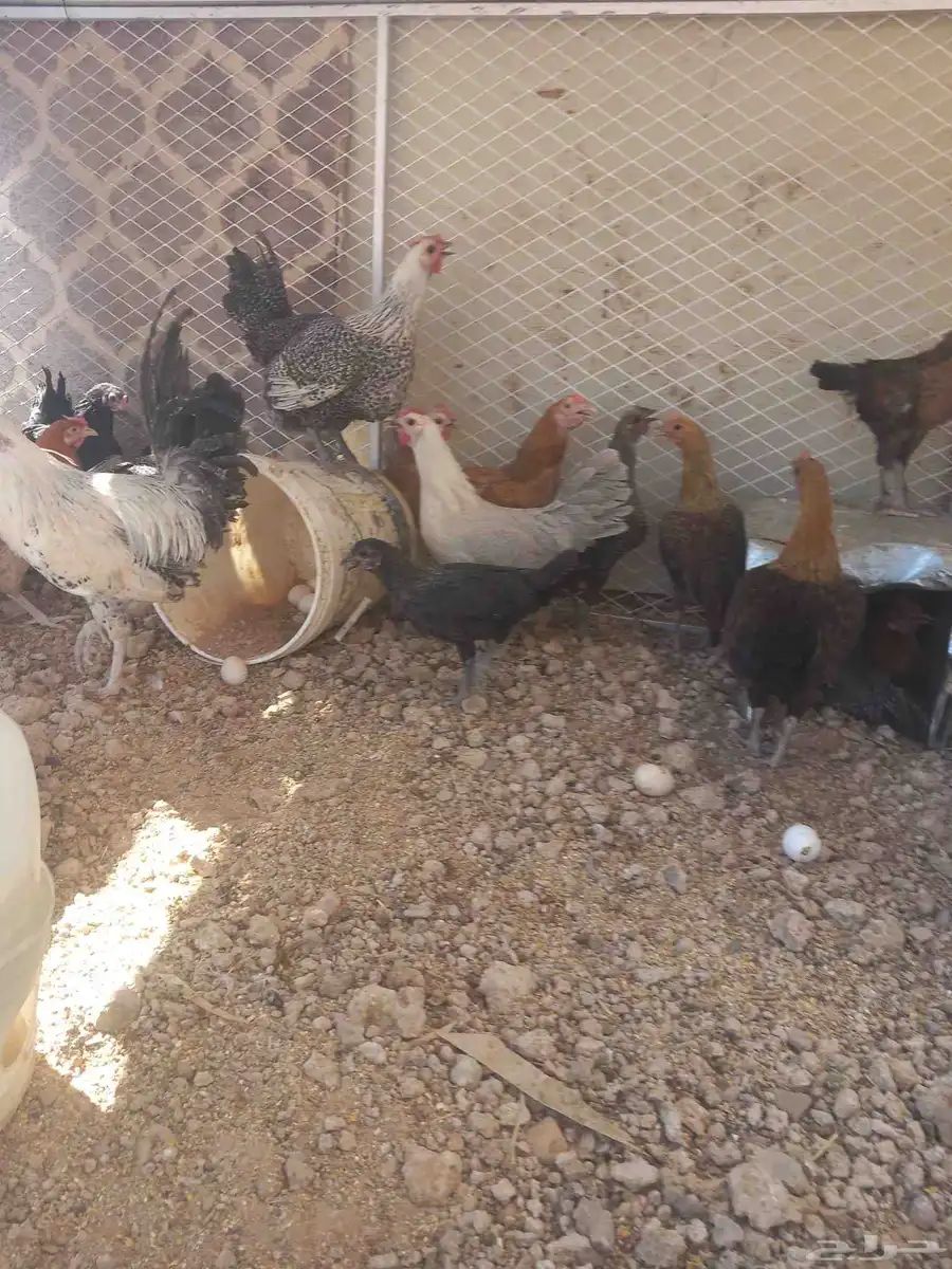 دجاج بياض 2