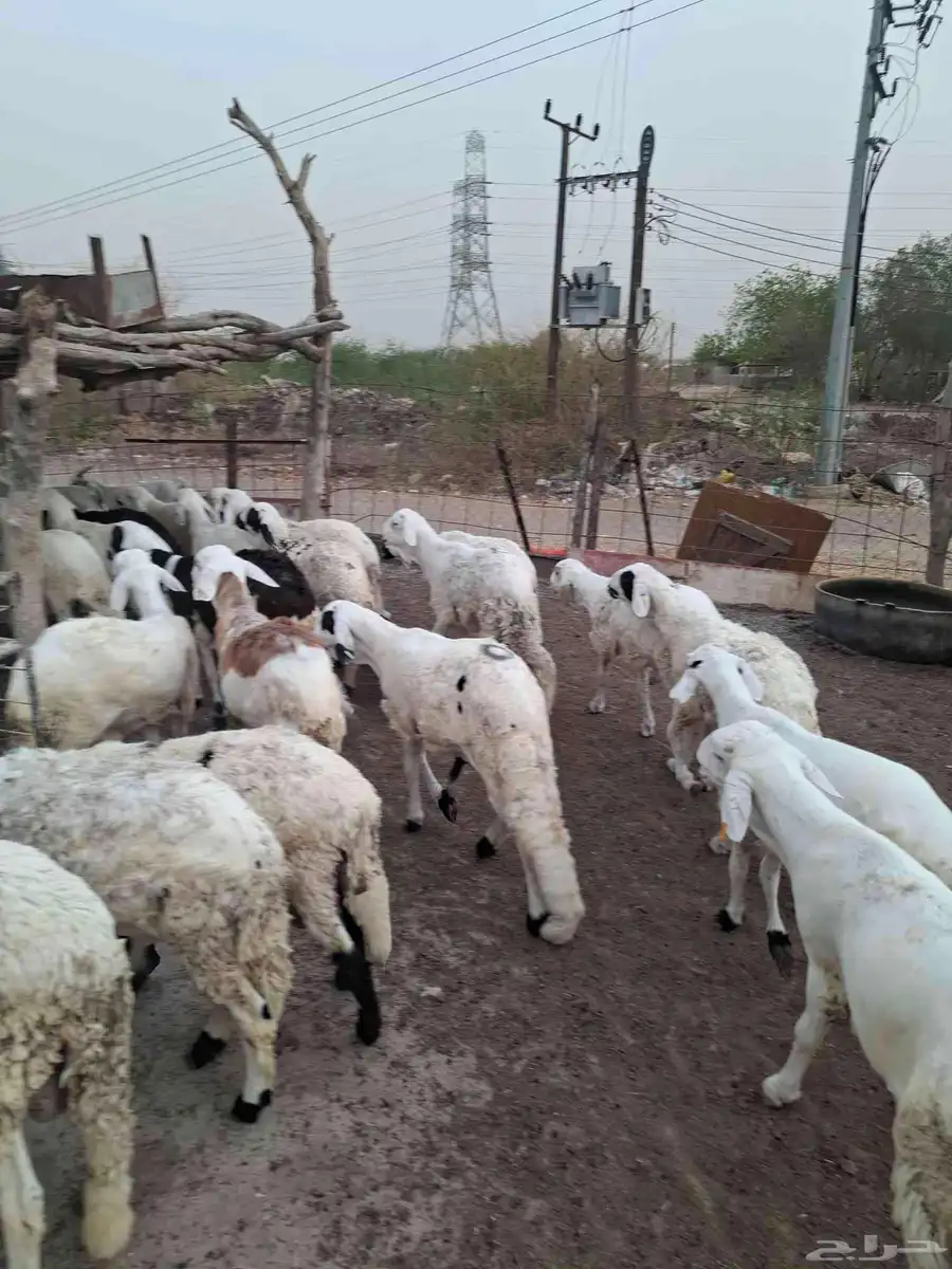 سواكن 1