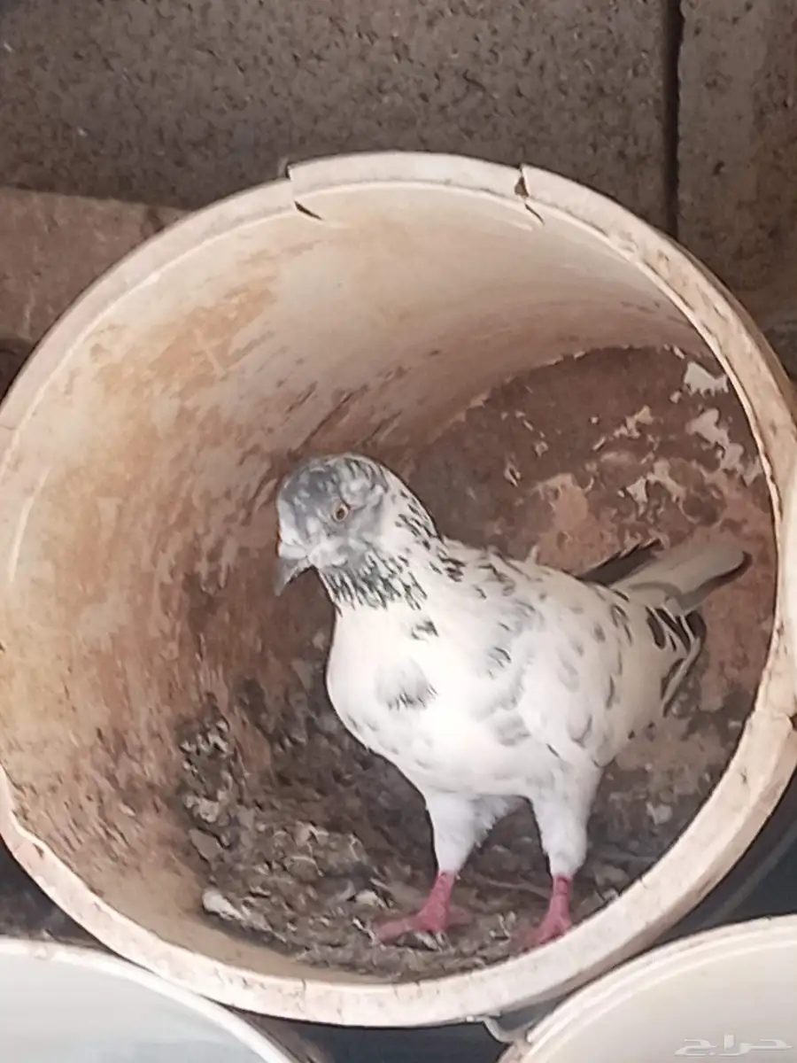 حمام باكستاني 1
