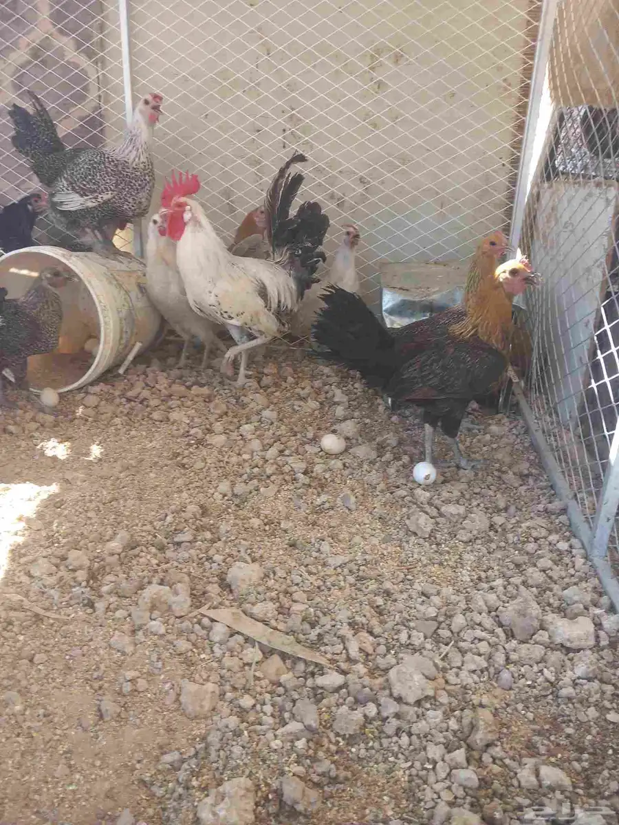 دجاج بياض 0