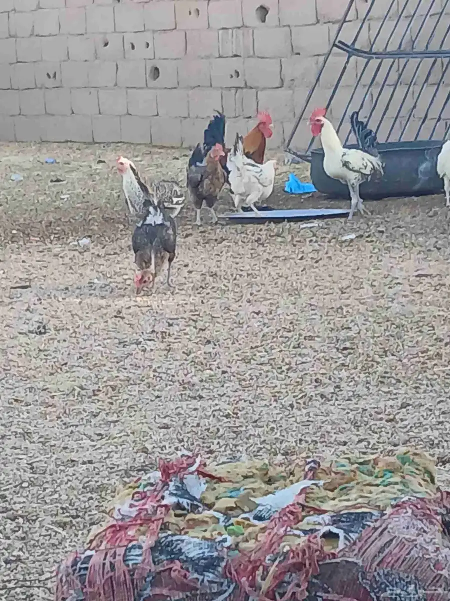 دجاج 0
