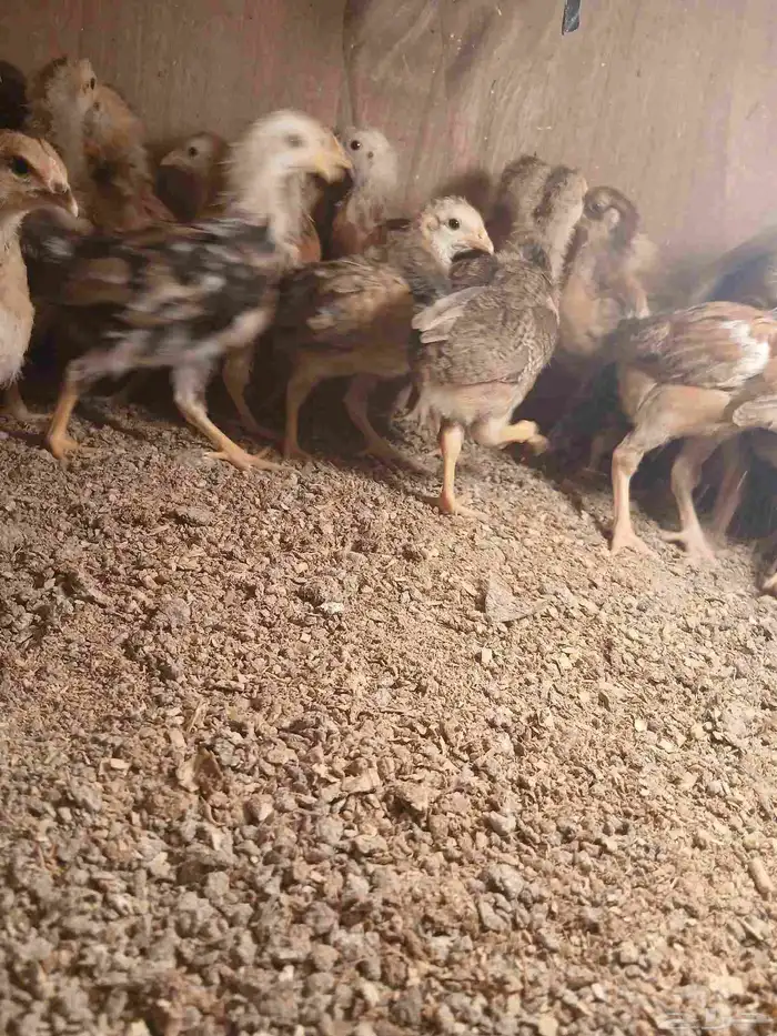 صوص فرنسى للبيع 2