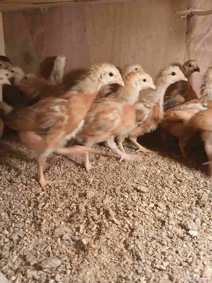 صوص فرنسى للبيع 1