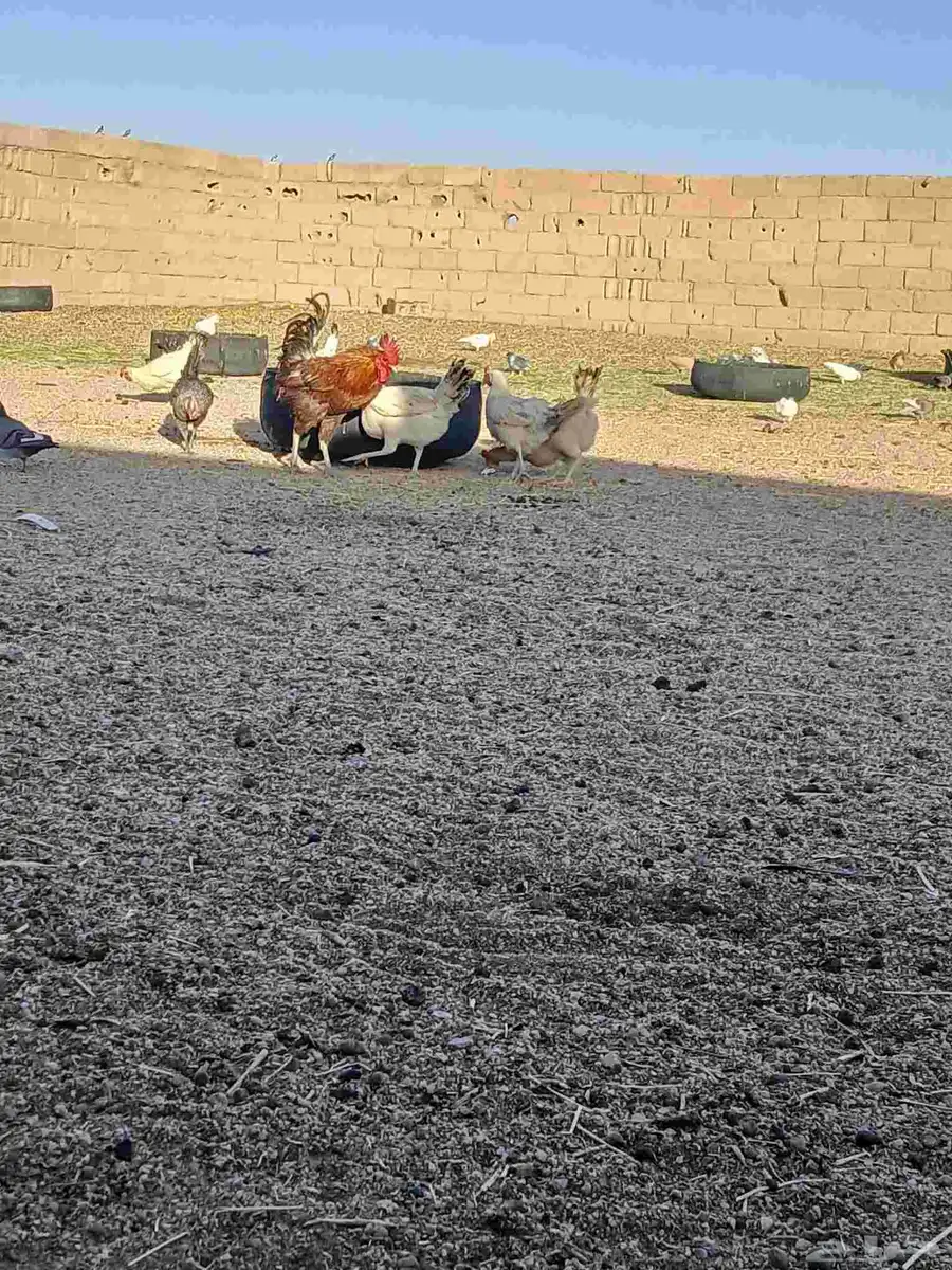 دجاج 2