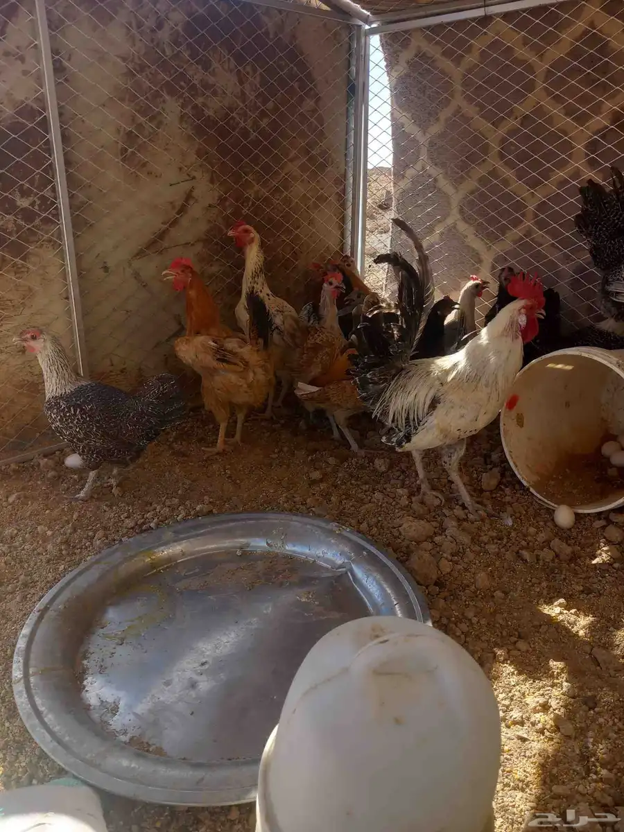 دجاج بياض 1