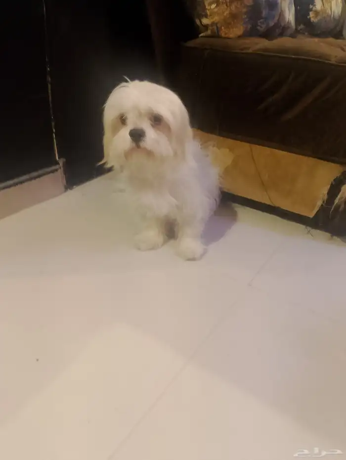 نتايه مالتيز 1