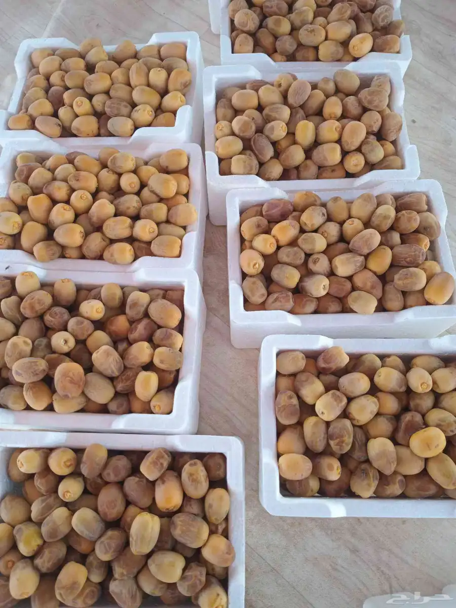 رطب روثانه حبه فاخره 0