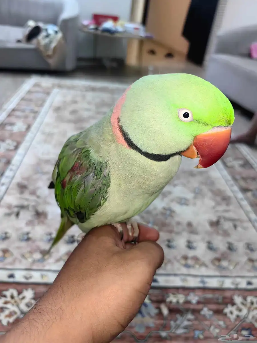 دره نيبالي اليف 2