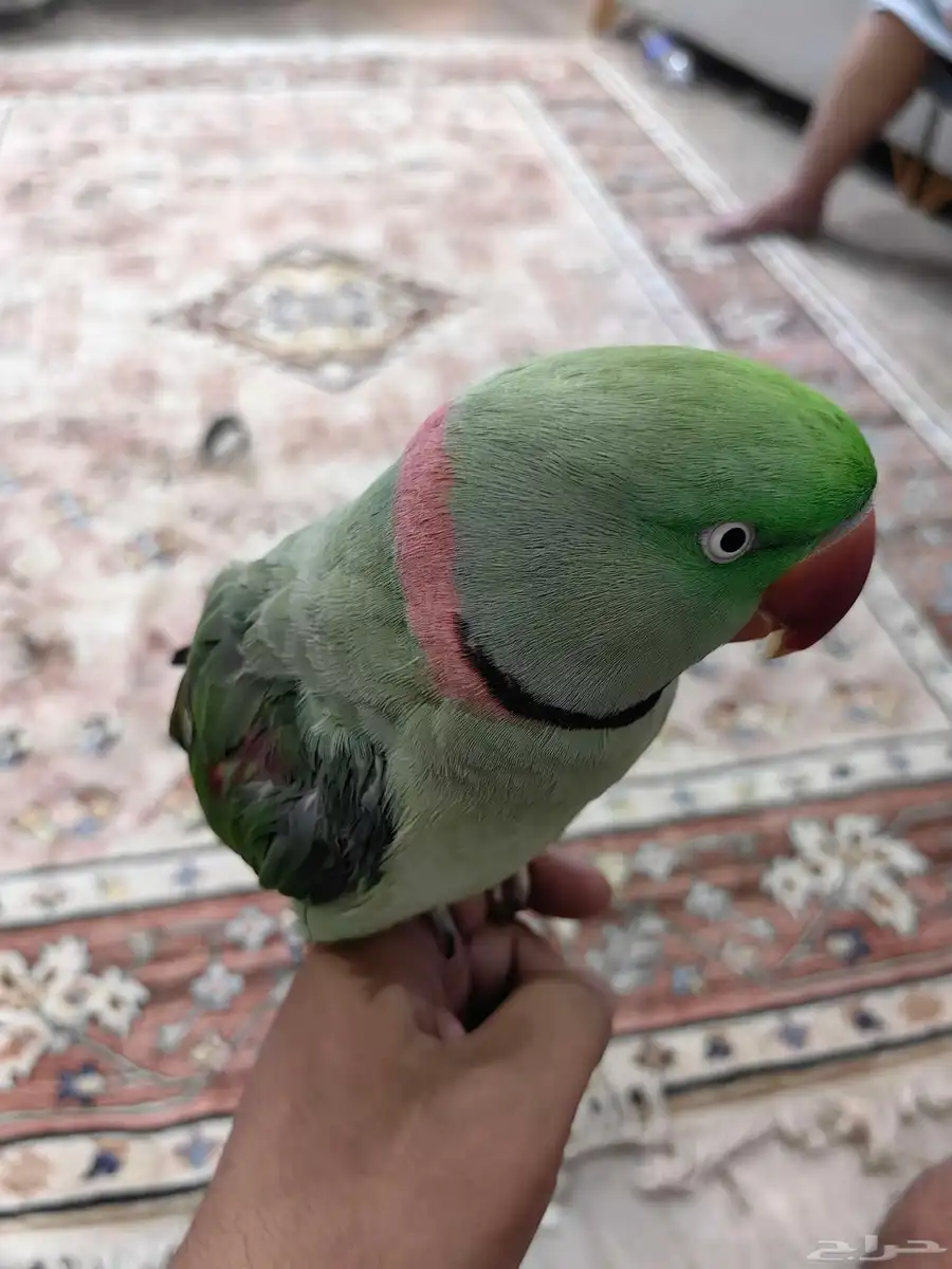 دره نيبالي اليف 5