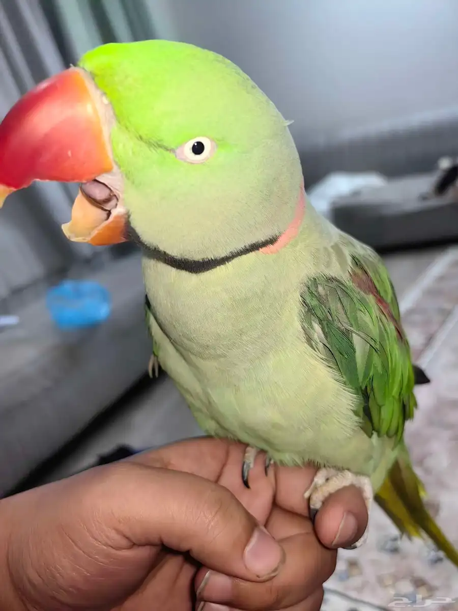 دره نيبالي اليف 1