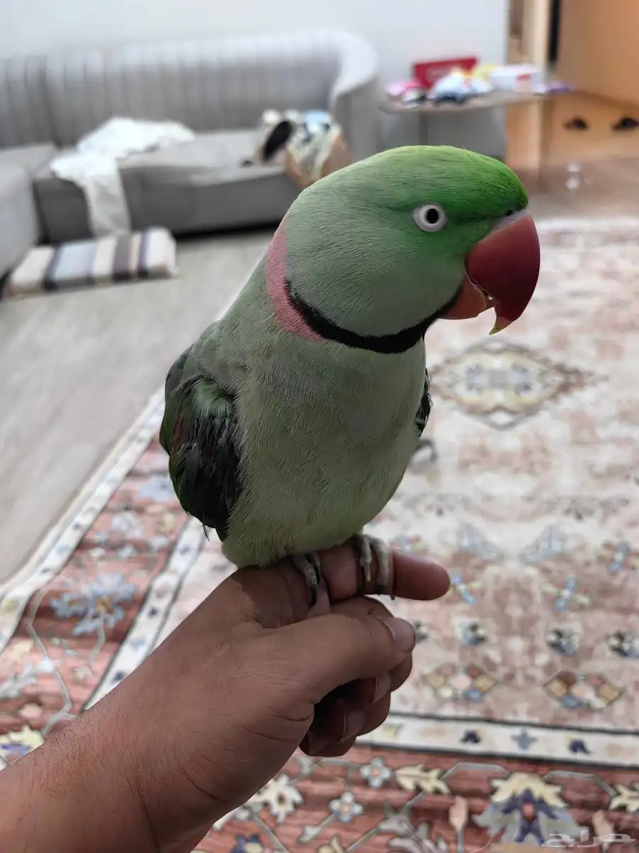 دره نيبالي اليف 3