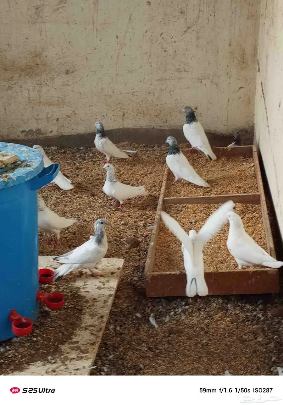 حمام باكستاني 3