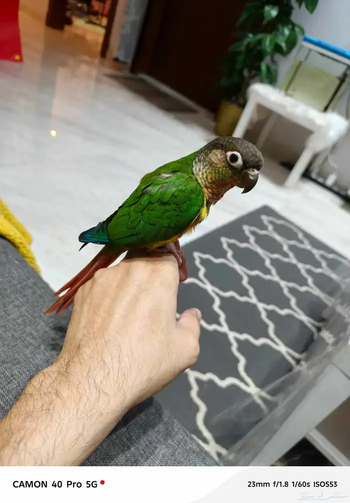 كنيور يلو سايد أليف تم البيع 0