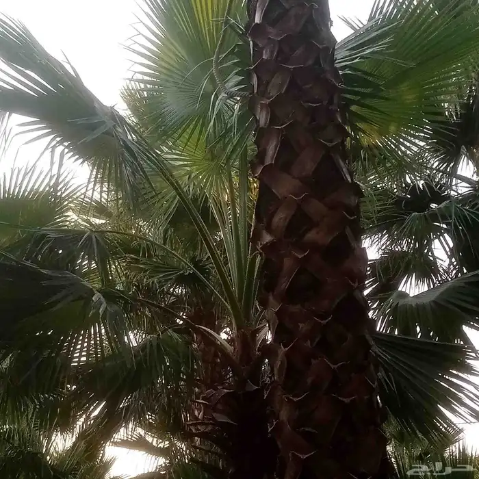 مزارع 4