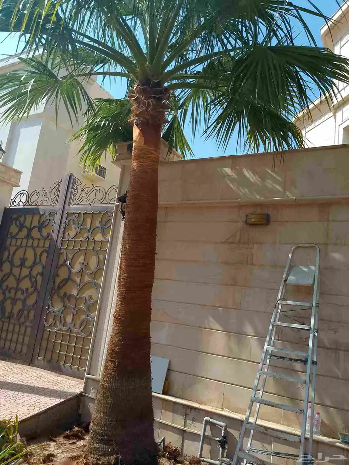 تكريب نخيل وواشنطونيا وتجهيز احواض زراعية وقطع اشجار 3