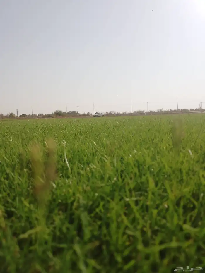 مزرعه ثيل طبيعي الدرجه الاولى الخرج 1