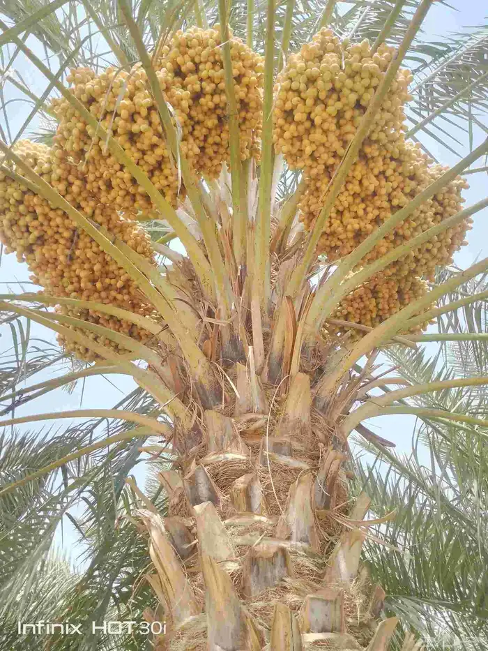 معلم نخيل وخضار 9