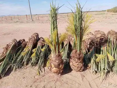توريد جميع انواع النخل وتكريب جميع انواع النخل 1