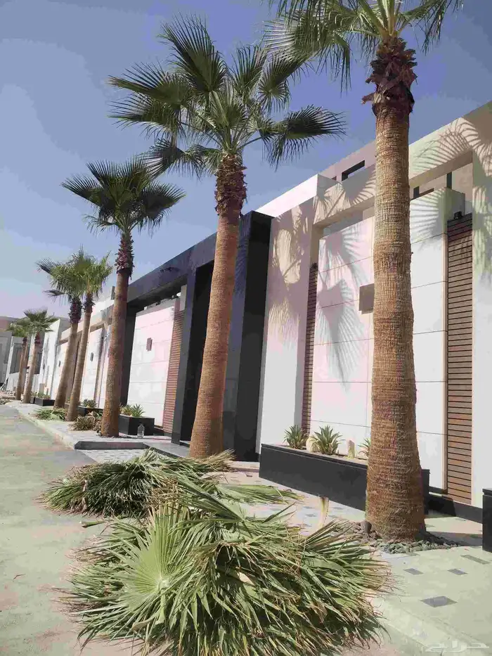 تكريب وتشذيب النخل العربي والواشنطني 1