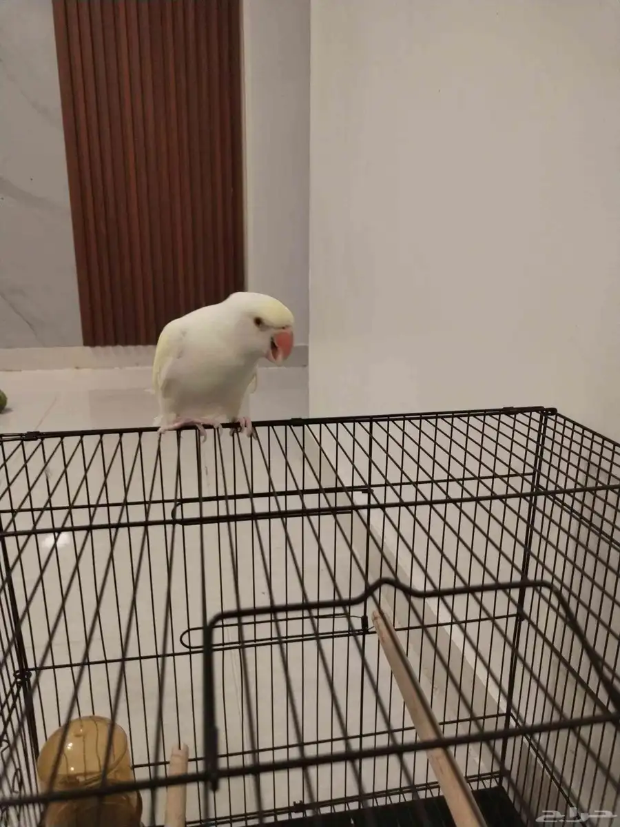 ببغاء دره 1