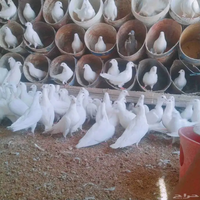 موجود حمام فرنسي سوبر جامبو 1
