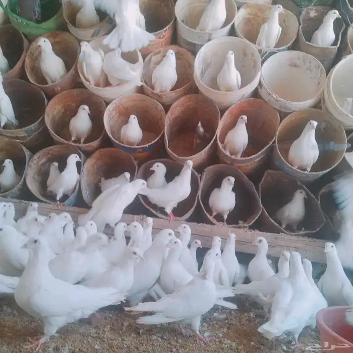 موجود حمام فرنسي سوبر جامبو 0