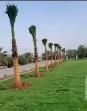 السلام عليكم ورحمة الله وبركاته يوجدلدينانخل عربي ووشنطني جم 5