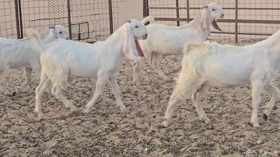 تيوس طيبه 0
