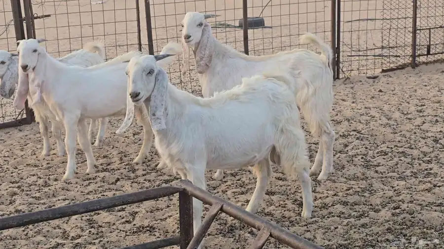 تيوس طيبه 2