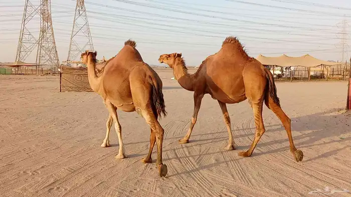 نياق سواحل 2 حمر دم ملاقيات أبل طيبه 1